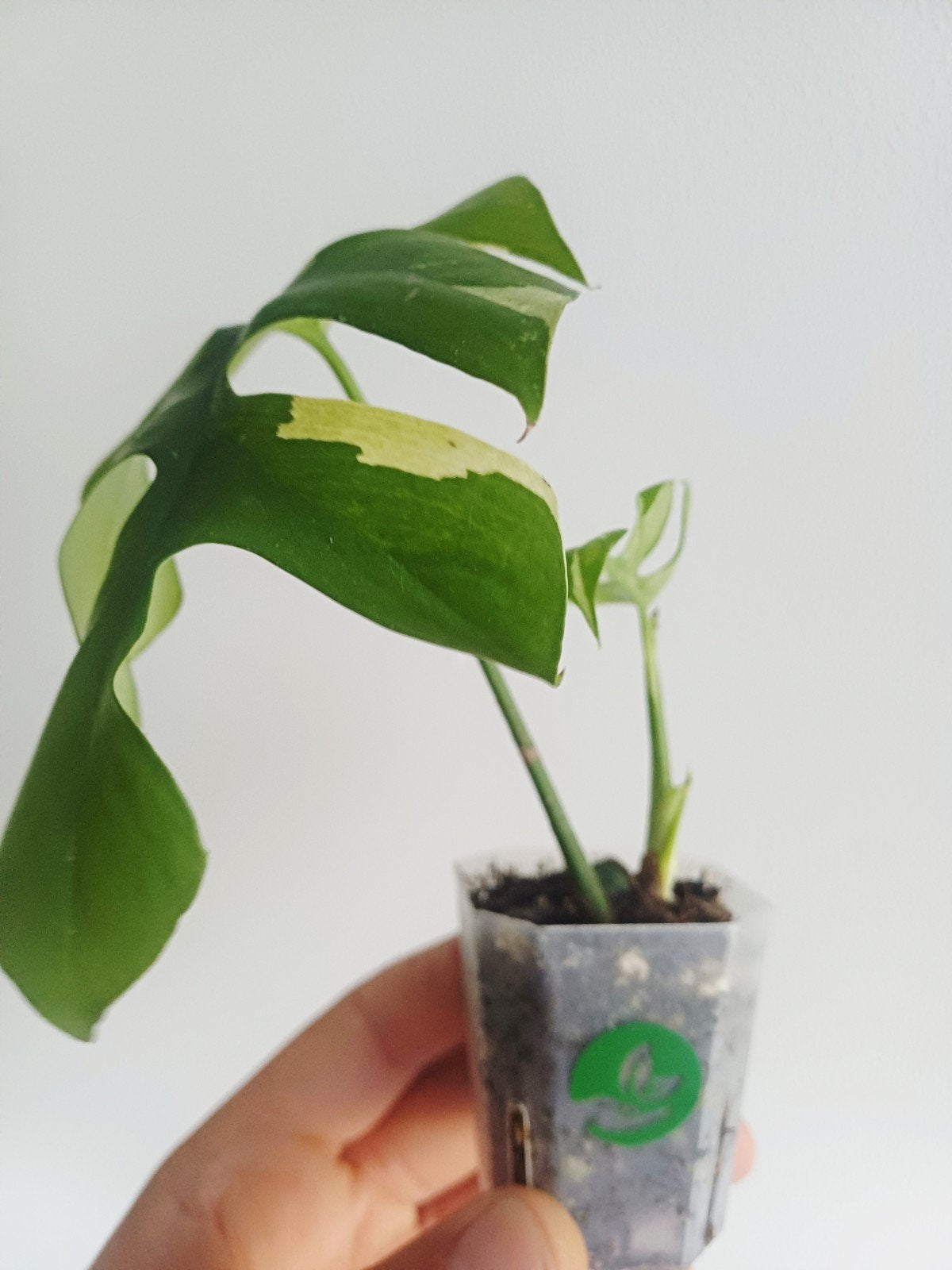 Rhaphidophora Tetrasperma Albo variegata, Overige soorten, In pot, Minder dan 100 cm, Groene kamerplant