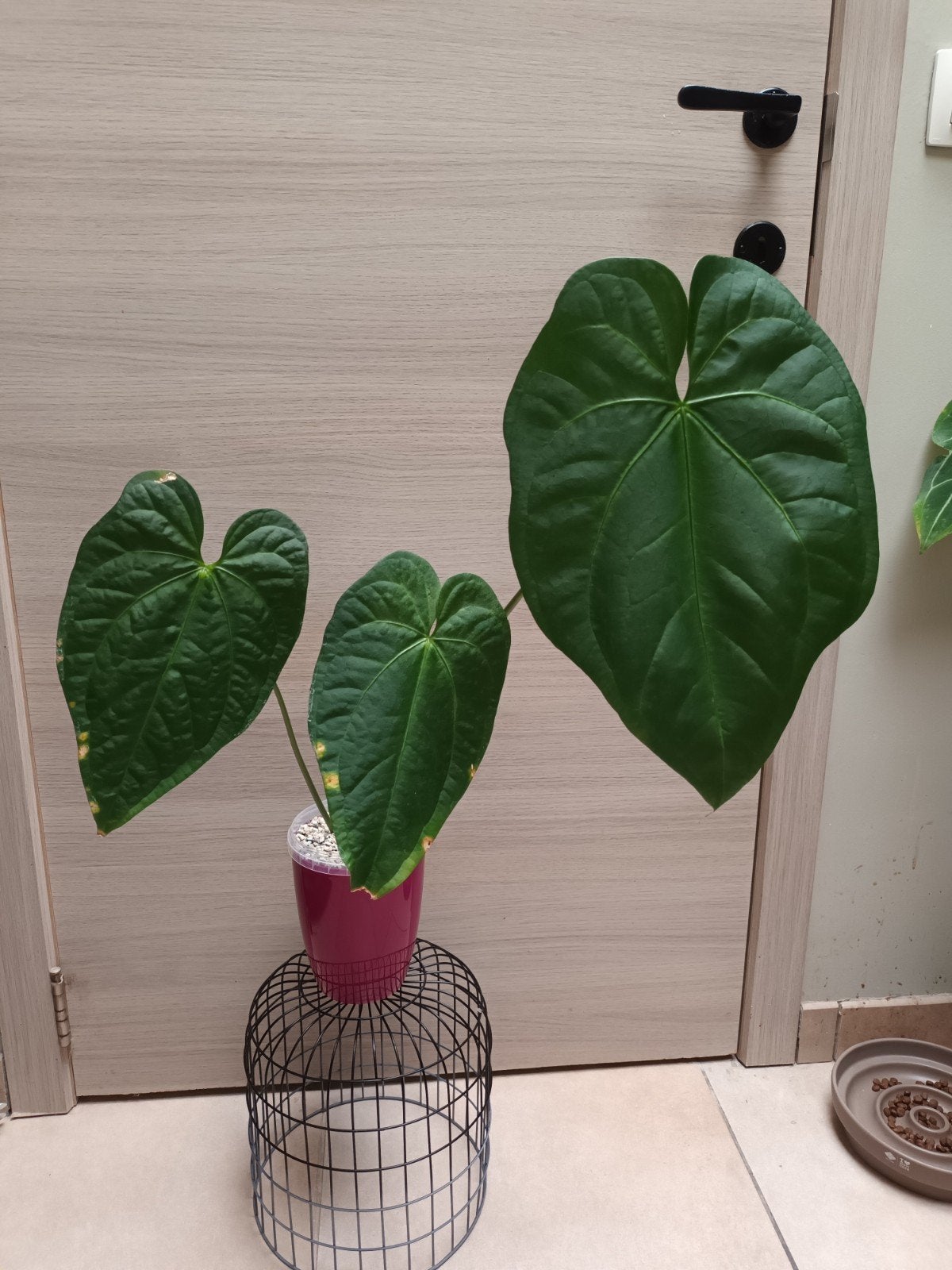 Anthurium pedatoradiatum, Enlèvement ou Envoi