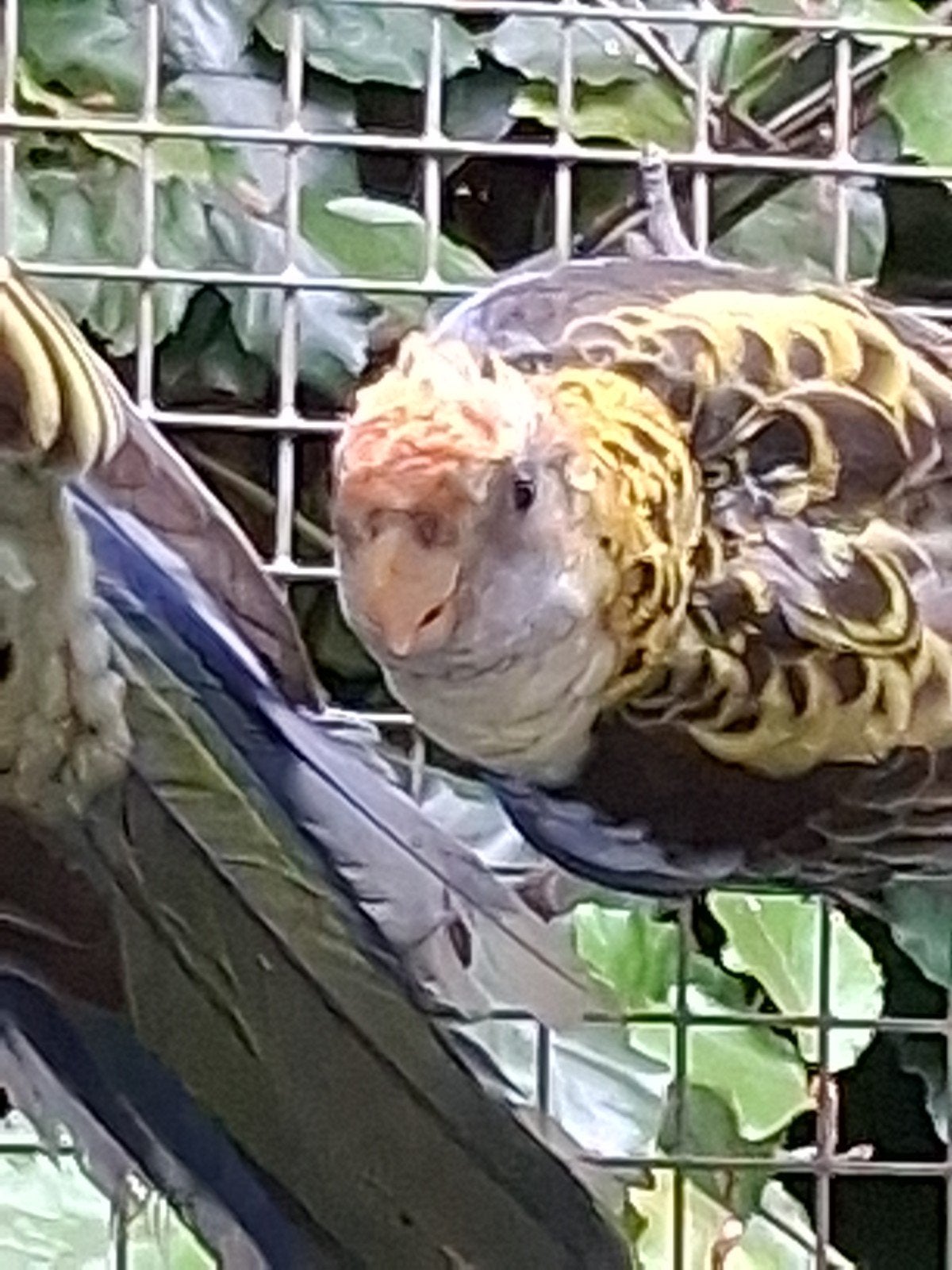 Bleekkoprosella, Bagué