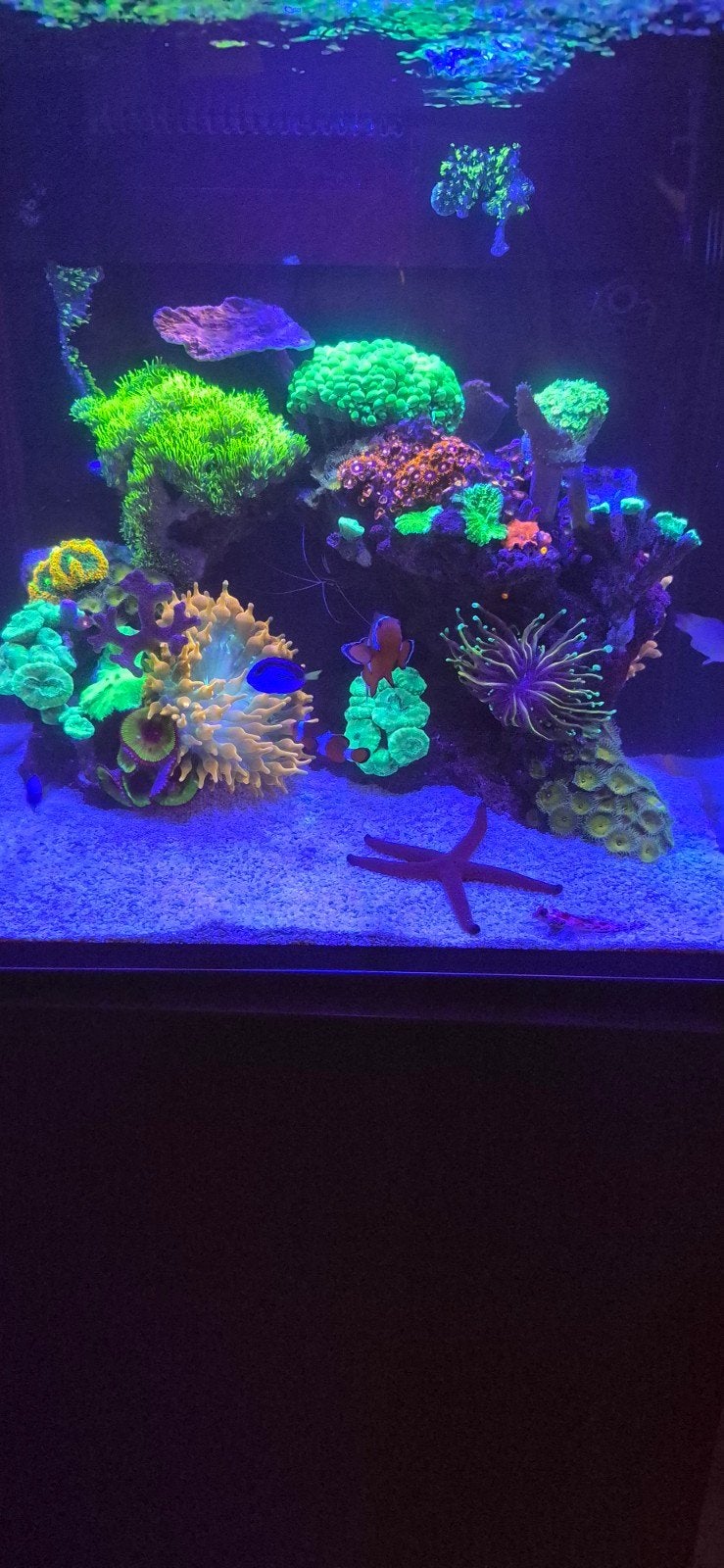 Zee aquarium, Dieren en Toebehoren, Ophalen of Verzenden