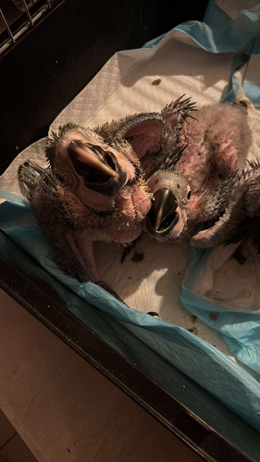 blauw gele ara’s, Dieren en Toebehoren, Vogels | Parkieten en Papegaaien