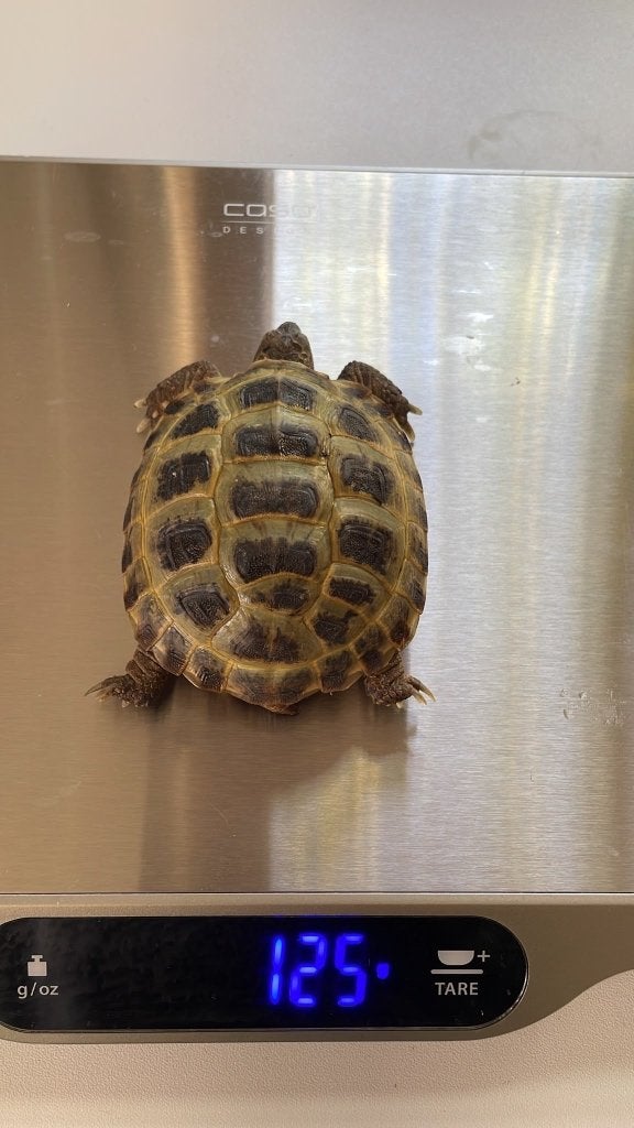 Schildpad, Animaux & Accessoires, Reptiles & Amphibiens, Tortue, 3 à 6 ans