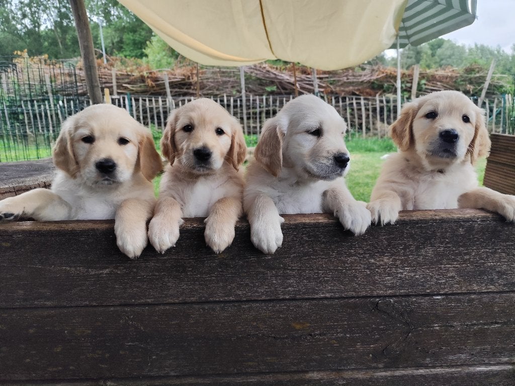 Gr olden Retrievers pups, Animaux & Accessoires, Golden retriever, Hépatite contagieuse (maladie de Rubarth), 8 à 15 semaines