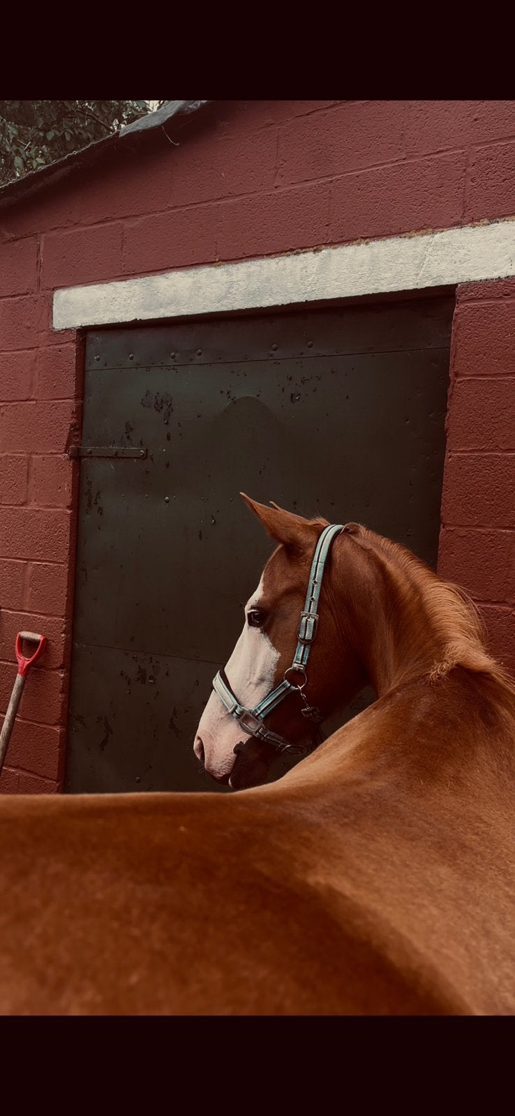 Knappe 3 jarige merrie, Dieren en Toebehoren, Merrie, Zadelmak, 3 tot 6 jaar, Gechipt