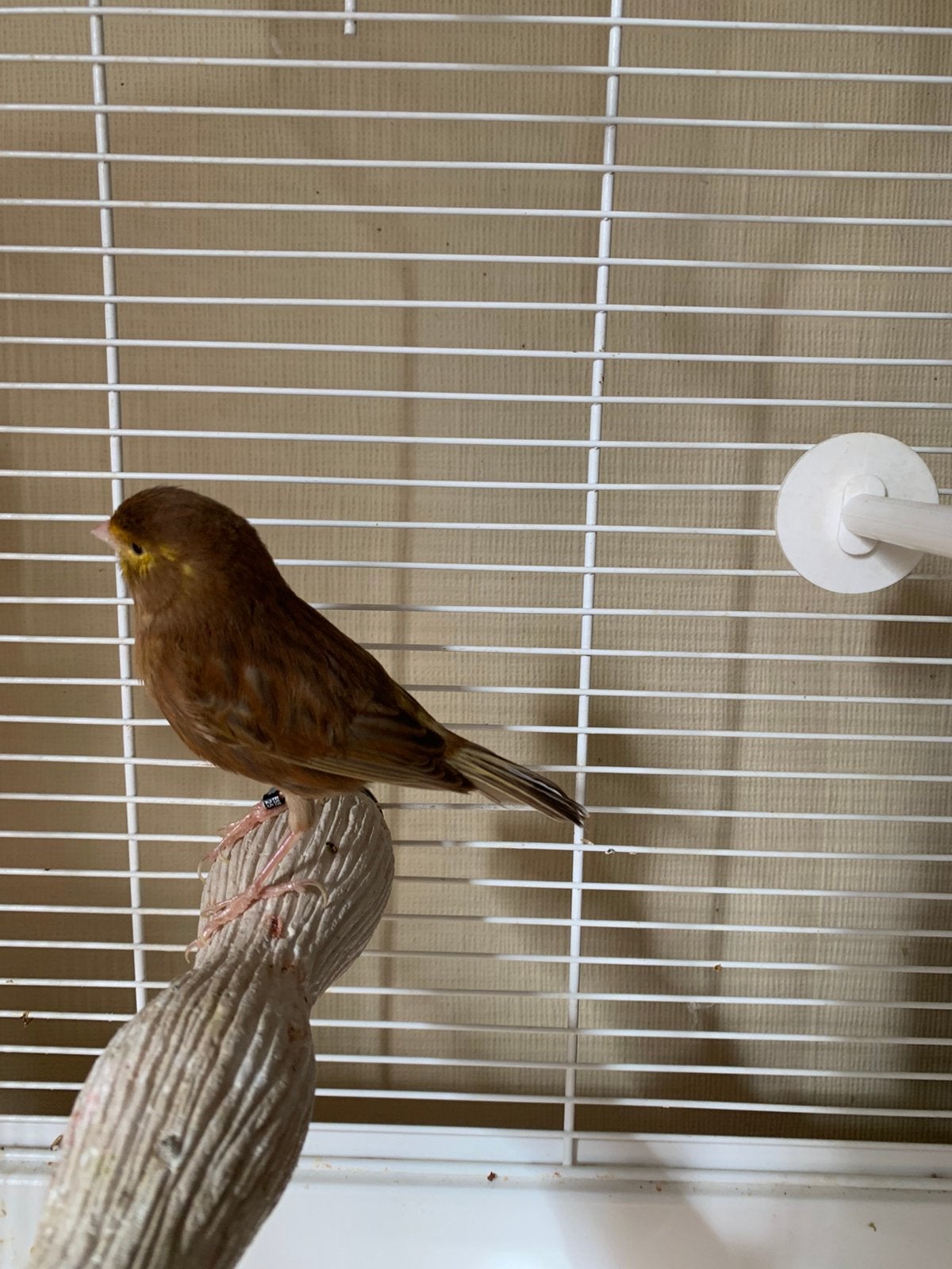 Phaeo kanarie man met kooi, Dieren en Toebehoren, Vogels | Kanaries