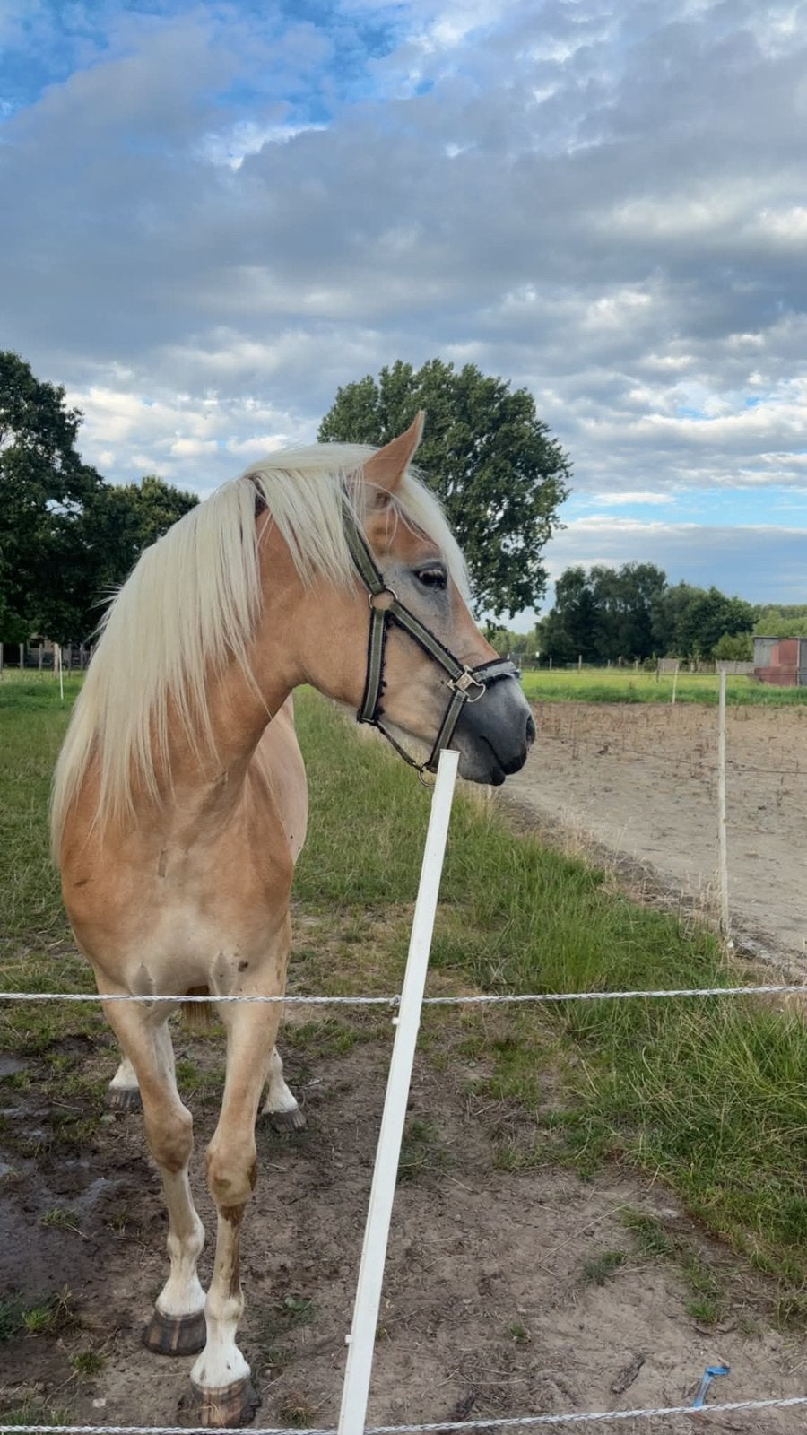 2 jarige haflinger merrie met stamboom, Merrie, Met stamboom, 0 tot 2 jaar