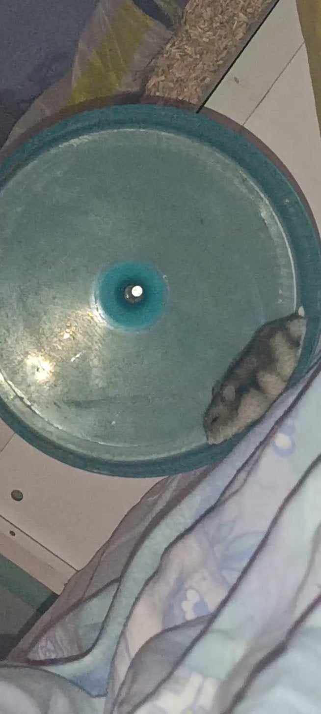Hamsters te koop, Hamster, Juin, Domestique, Femelle