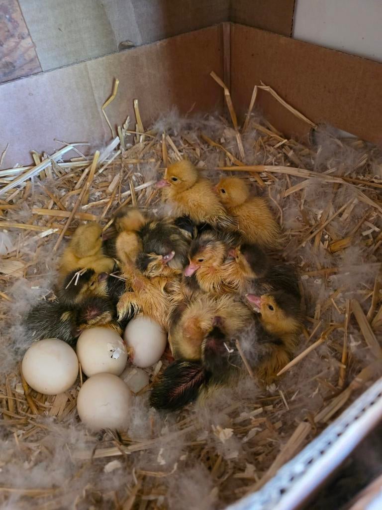 Canards nés le 6 mai, couleurs différentes. 15€ chacun.