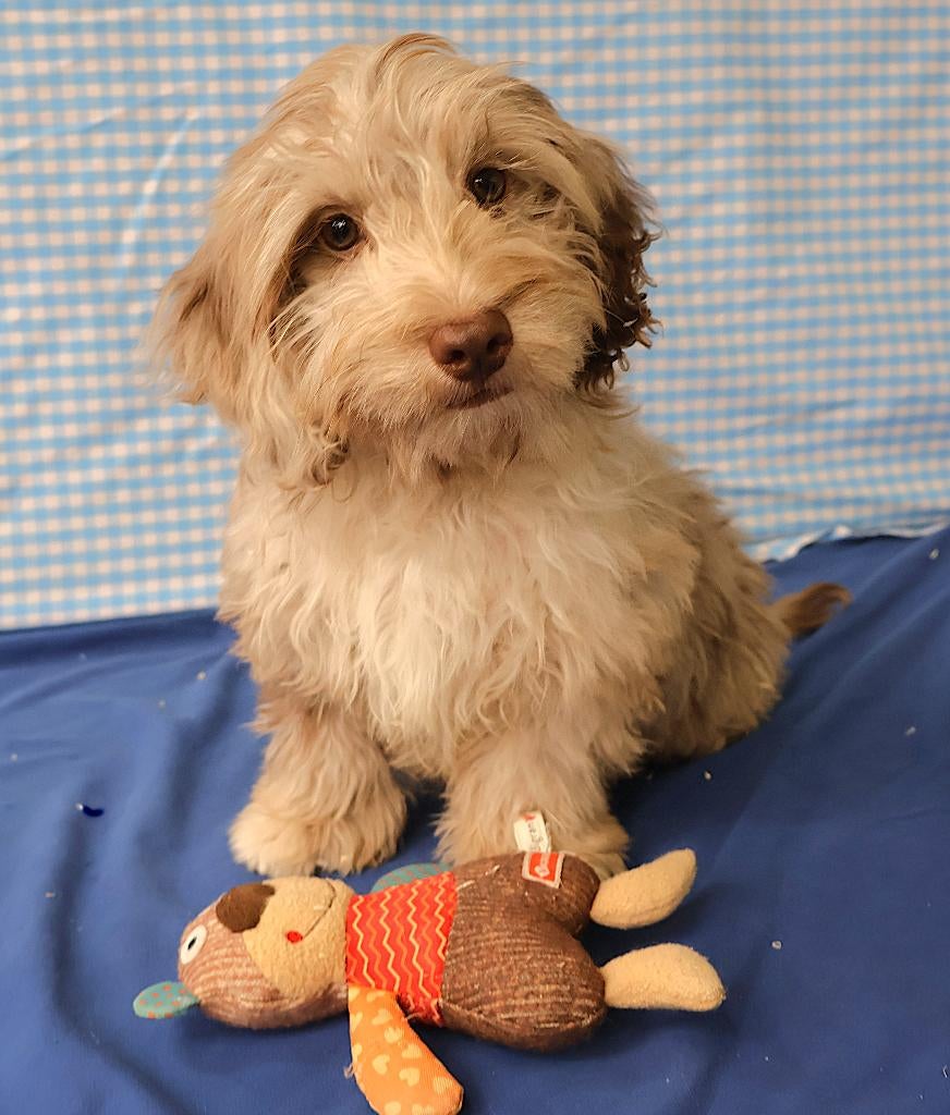 Des chiots Maltipoo super mignons !, 15 semaines à 1 an, Étranger, Chien (mâle), Hépatite contagieuse (maladie de Rubarth)