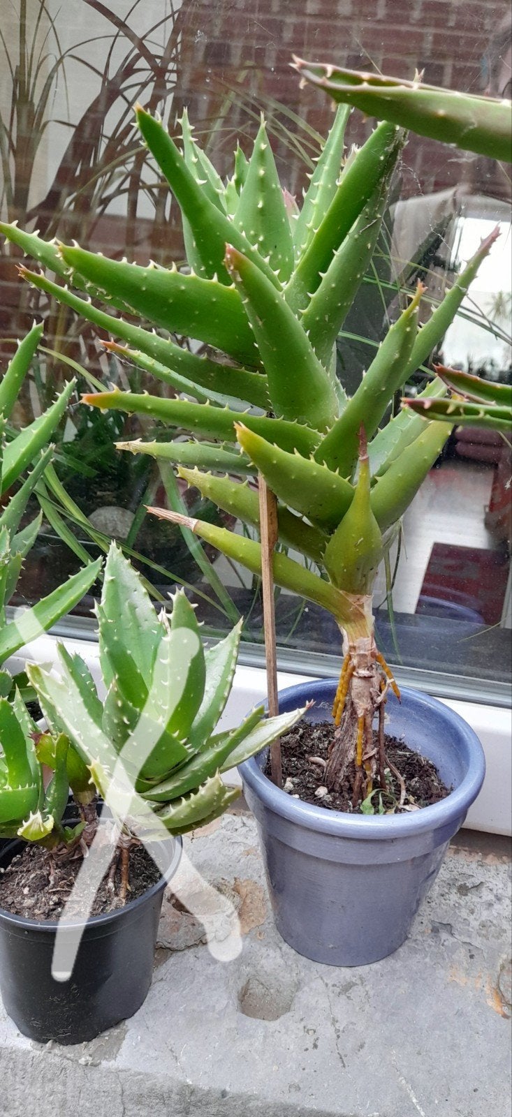 Cactus  en pot, En pot, Moins de 100 cm, Cactus, Plein soleil