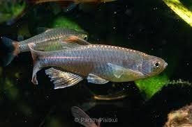 Brachydanio albolineatus