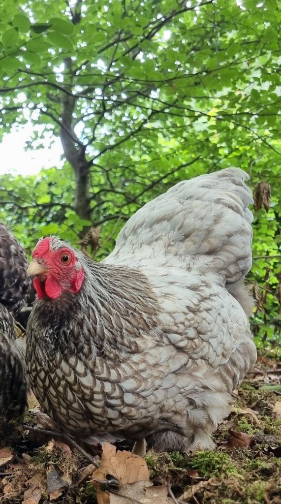 Tamme Wyandotte hen, Dieren en Toebehoren, Pluimvee, Vrouwelijk, Kip