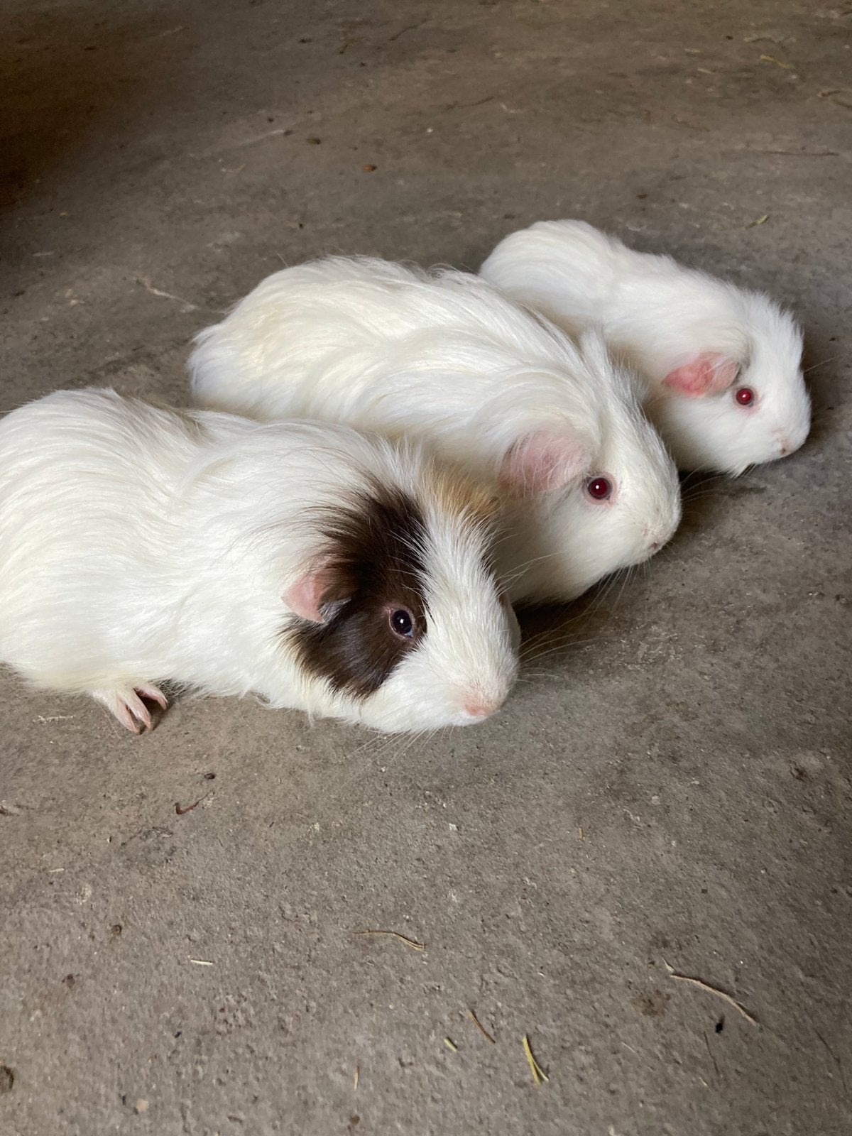 3 sheltie cavia beren (vader met zijn 2 zonen)., Dieren en Toebehoren, Mei, Cavia