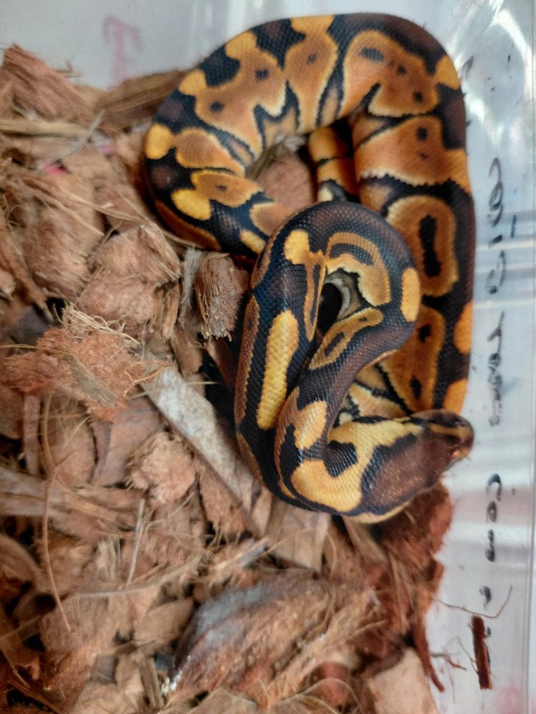 enchi black pastel Ball Python - unknown for sale from steven