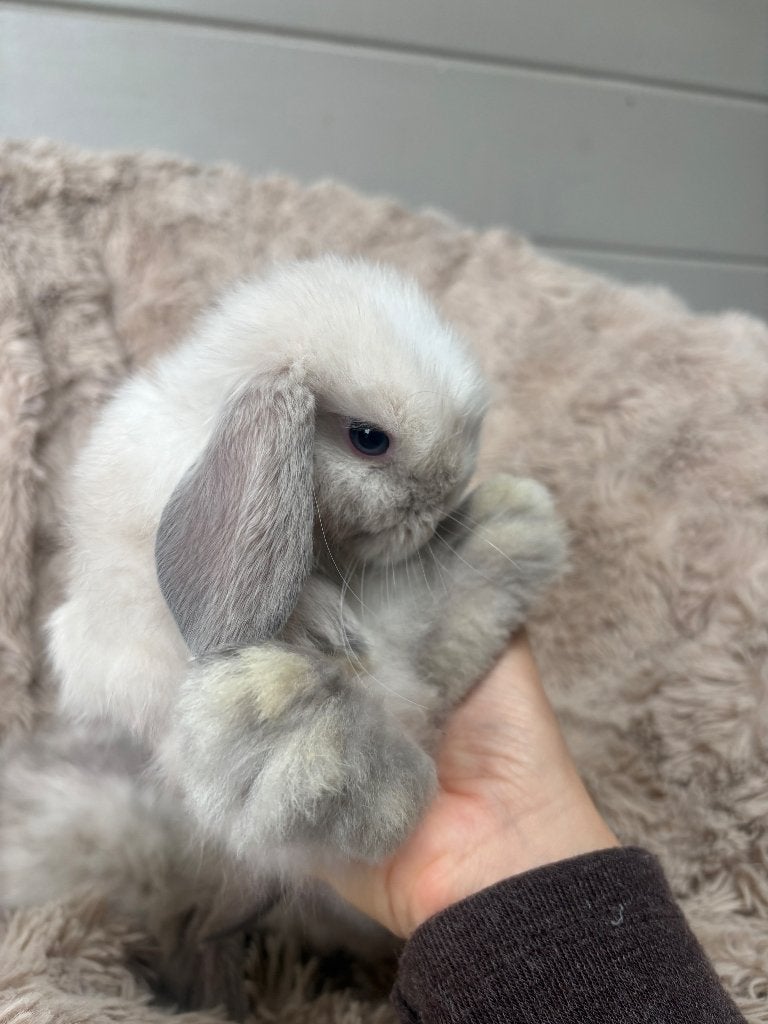 Knappe minilop rammetjes te koop, Dieren en Toebehoren, Mannelijk, Dwerg, Hangoor, 0 tot 2 jaar