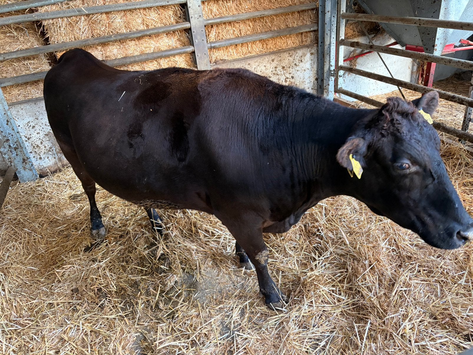 Wagyu koeien, Dieren en Toebehoren, Vrouwelijk, 7 tot 10 jaar