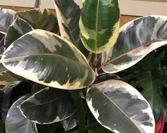 Ficus elastica, Enlèvement, Ficus
