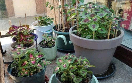 Planten - stekken _ jonge Coleus in potten., Ophalen of Verzenden, Halfschaduw