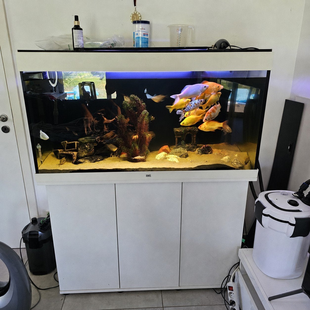 Aquarium 450L + vissen + 2 pomp, Dieren en Toebehoren, Ophalen, Gebruikt, Gevuld zoetwateraquarium, Inclusief vissen