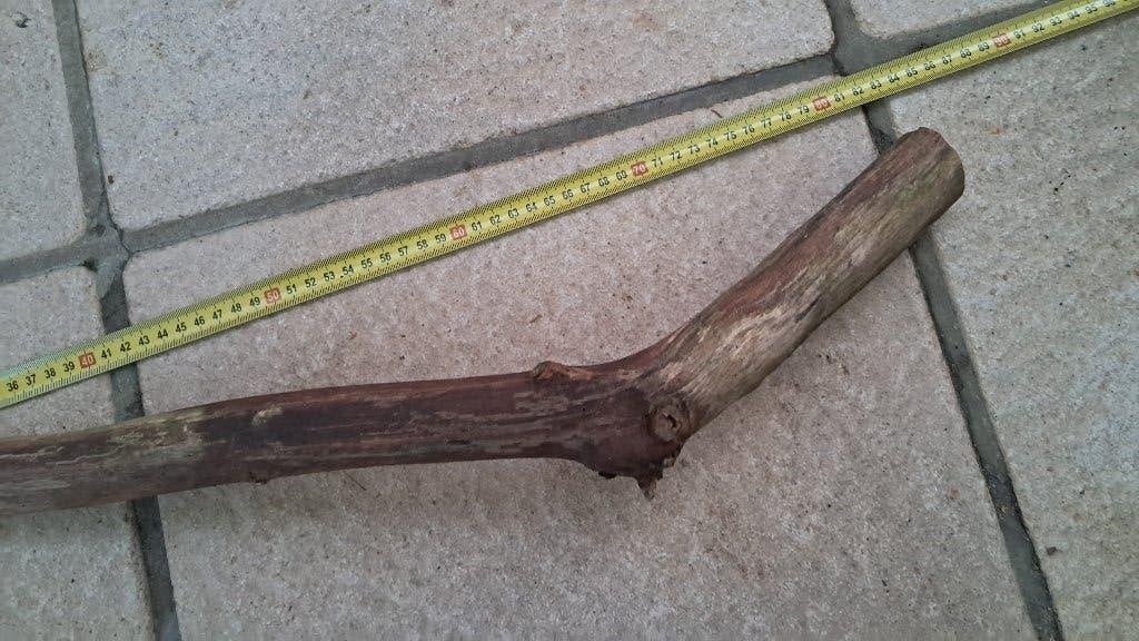 XXL Eikentak 80cm – Premium Hout voor Aquarium & Terrarium, Ophalen, Nieuw, Tak, Plant, Rots of Steen