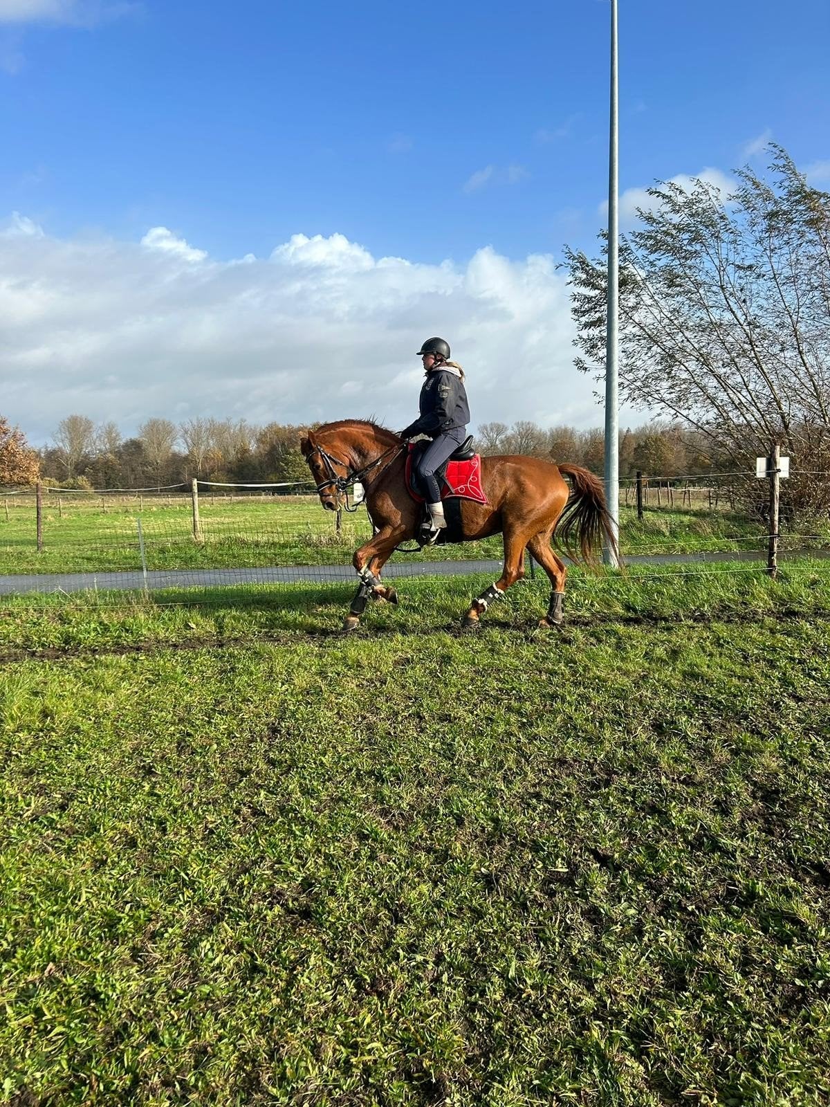 13 jarige dressuur merrie Fiderbach x argentinus, Dieren en Toebehoren, Paarden, Merrie, Met stamboom, M, Dressuurpaard