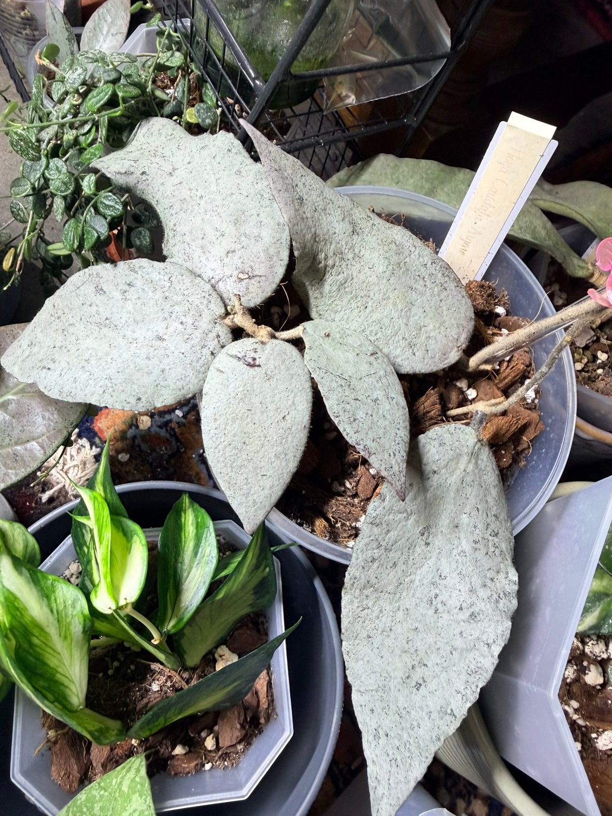 Hoya caudata argene stek, Maison & Meubles, Plantes d'intérieur, Enlèvement ou Envoi