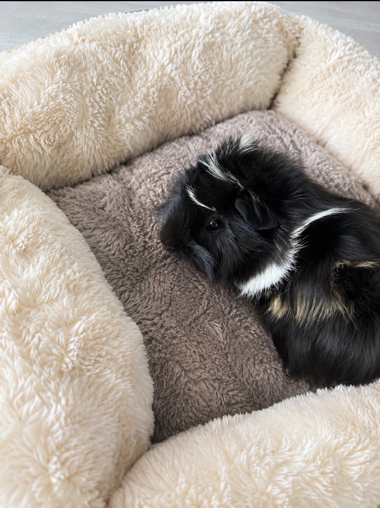 Zsm ophalen opnieuw in de verkoop cavia beertje peruvian, Dieren en Toebehoren, Knaagdieren, Cavia, Mannelijk, Juli, Tam