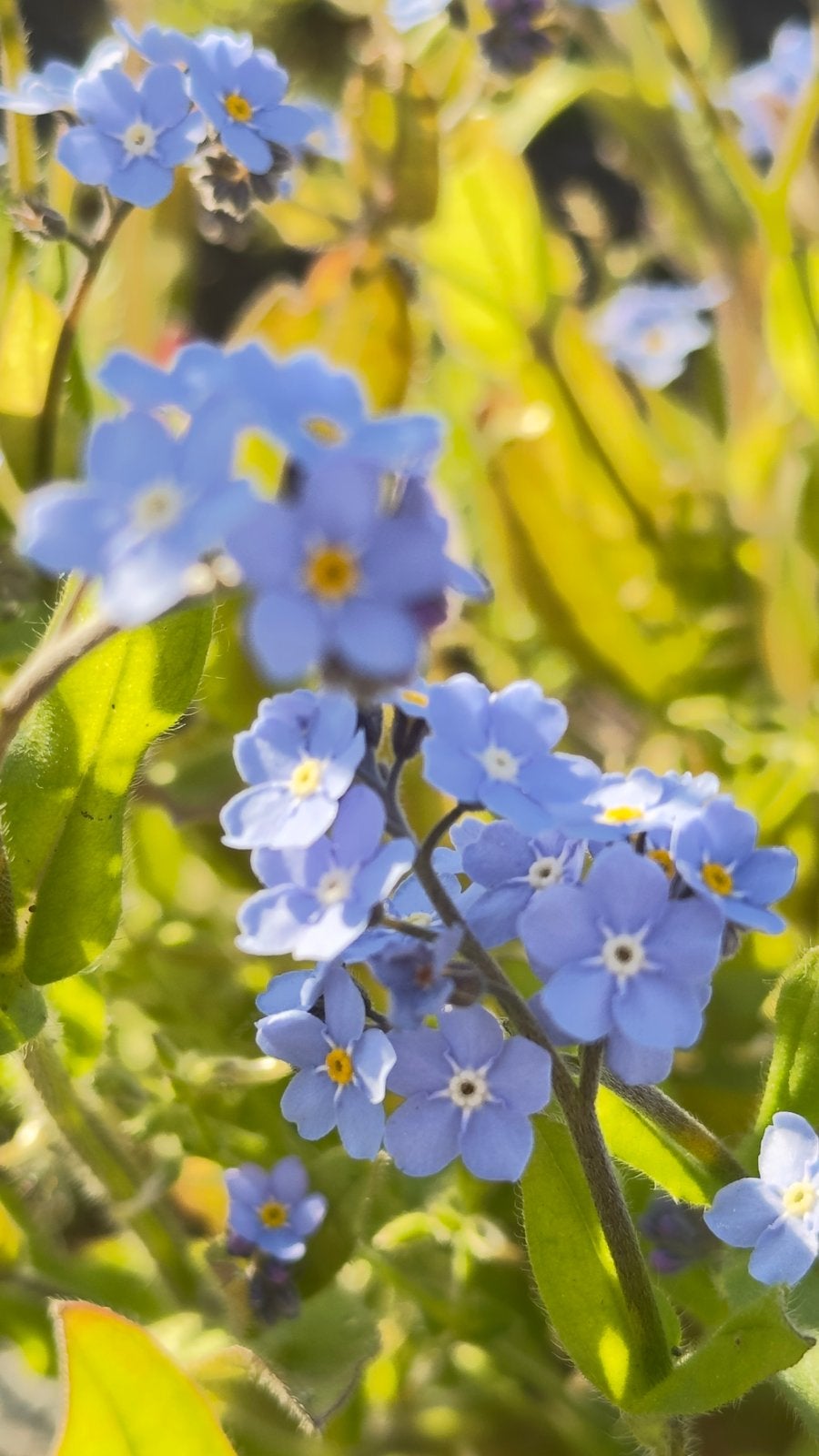 Bosvergeet-mij-nietje | Zaden uit eigen gifvrije tuin, Enlèvement ou Envoi, Printemps, Mi-ombre, Graine