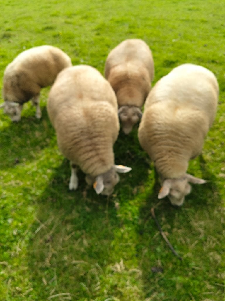 schapen, Plusieurs animaux, Mouton, 0 à 2 ans