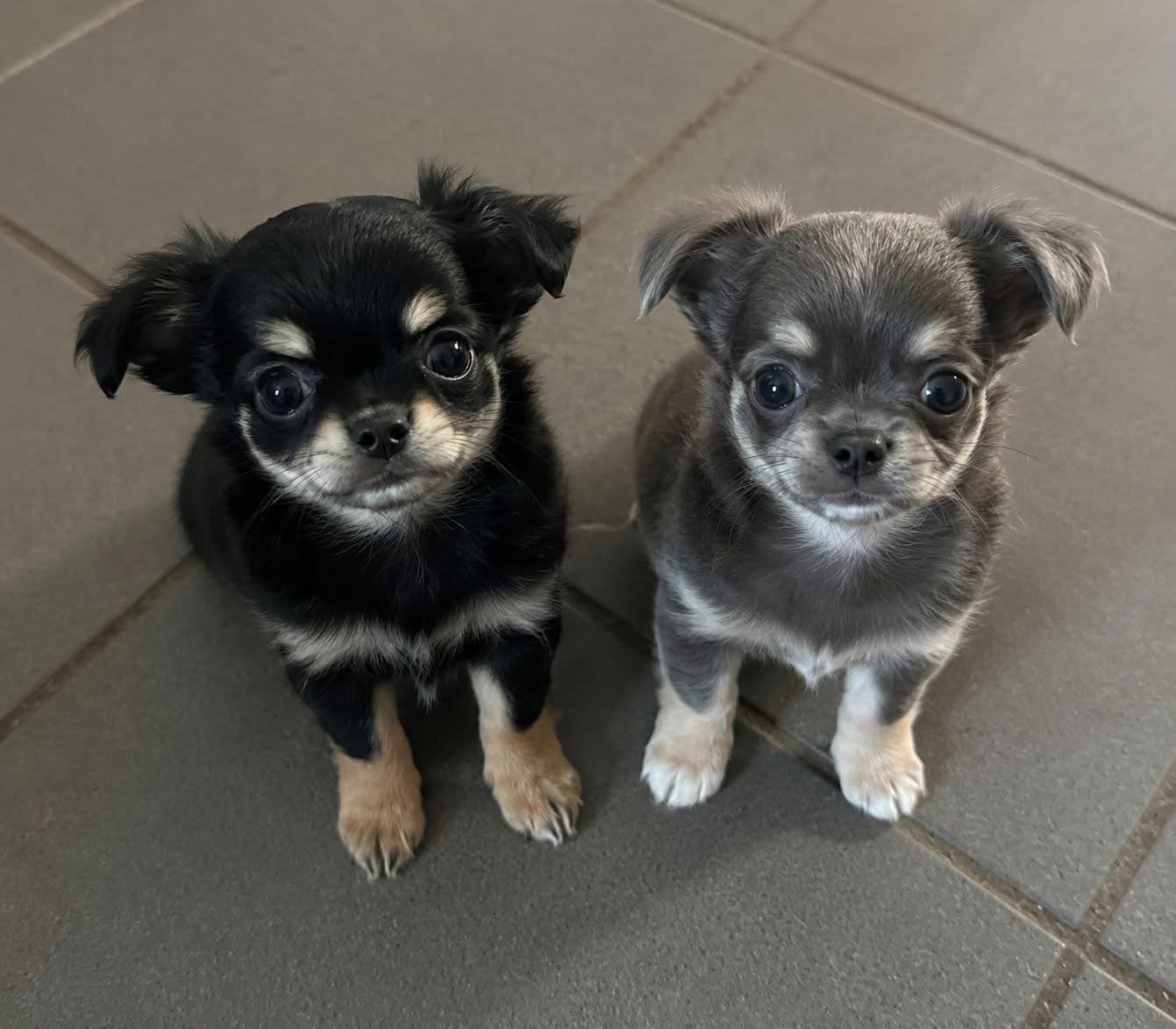 Ras zuivere chichuahua s, Animaux & Accessoires, Chiens | Chihuahuas & Chiens de compagnie, Particulier, Chienne, Belgique, 8 à 15 semaines