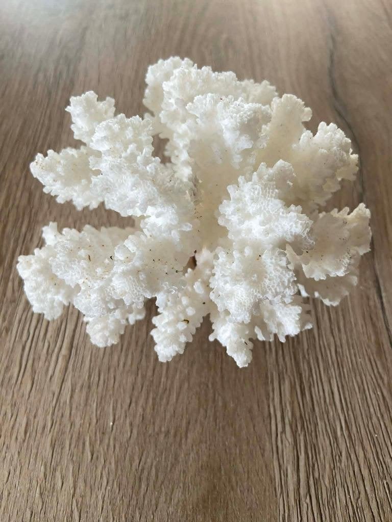 Mooi wit koraal, Verzamelen, Mineralen en Fossielen, Ophalen of Verzenden, Overige typen