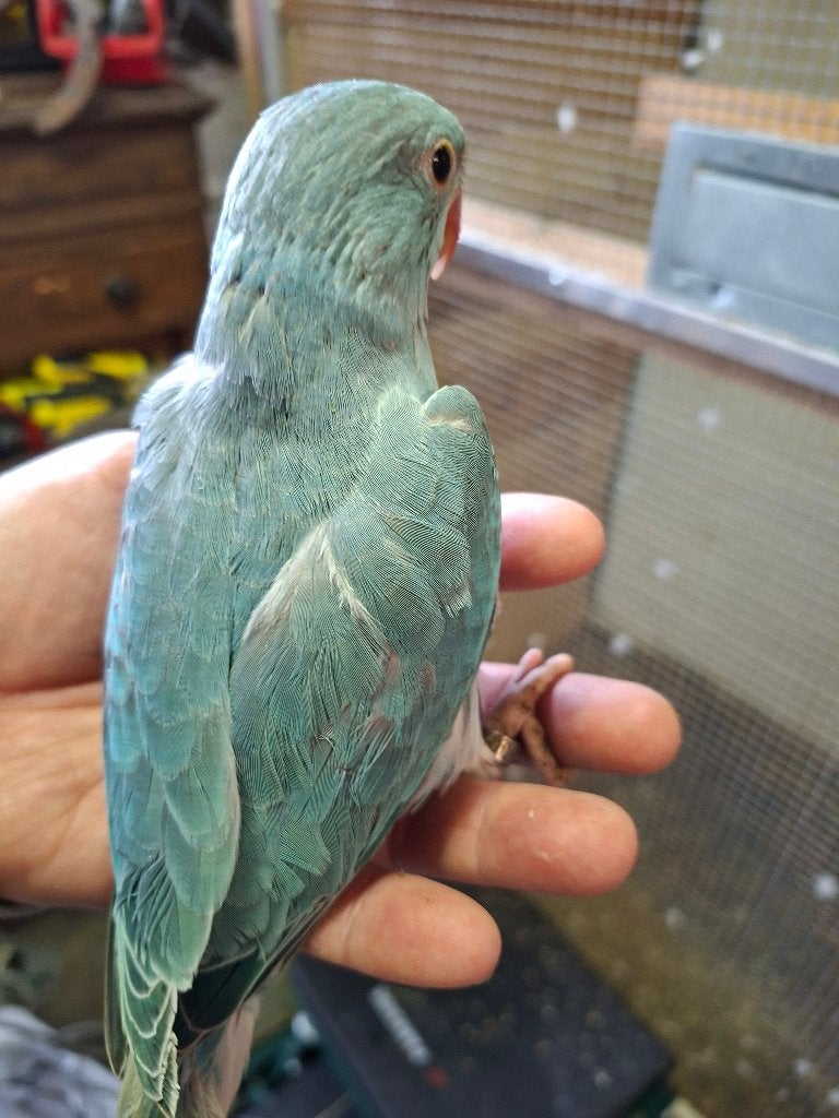 jonge halsbandparkieten blauw opaline witkop witstaart 26, Dieren en Toebehoren, Meerdere dieren, Parkiet, Geringd