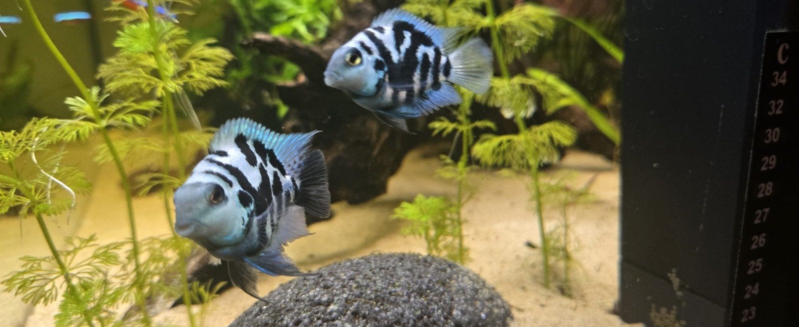 Polar Blue parots, Animaux & Accessoires, Poissons | Aquariums & Accessoires, Enlèvement