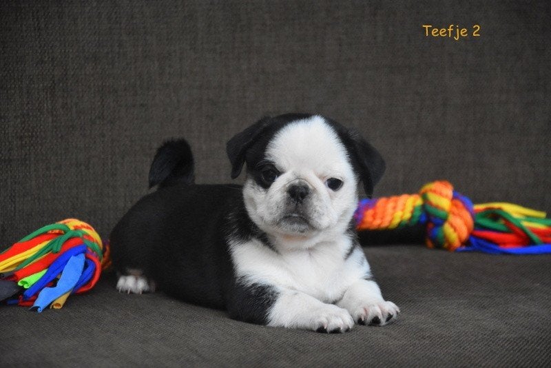 Prachtige Mopshond pupjes, Dieren en Toebehoren, Honden | Bulldogs, Pinschers en Molossers, Parvo, België, Overige rassen, 8 tot 15 weken