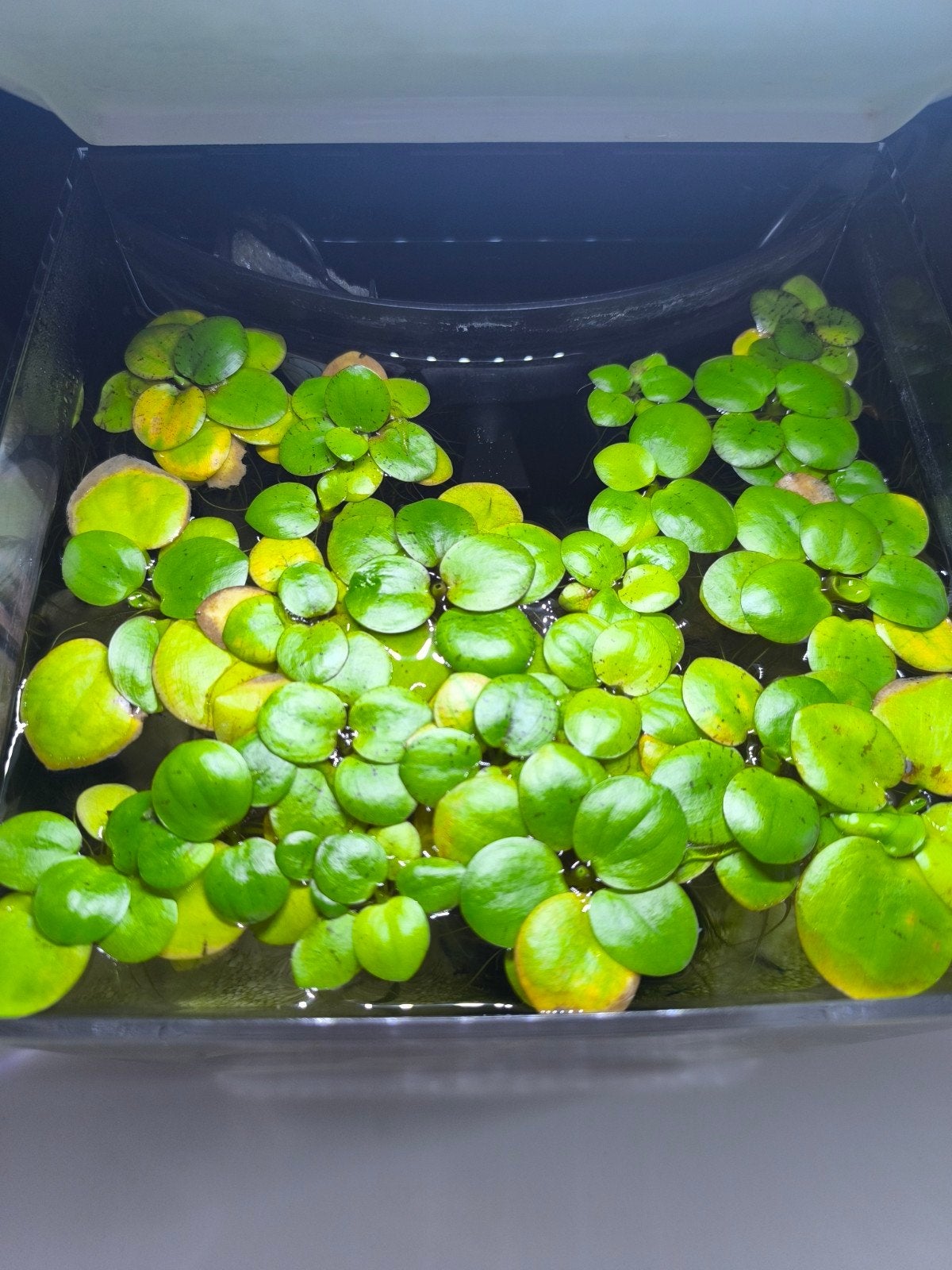 kikkerbeet, 5 euro voor ongeveer 30 plantjes., Dieren en Toebehoren, Ophalen