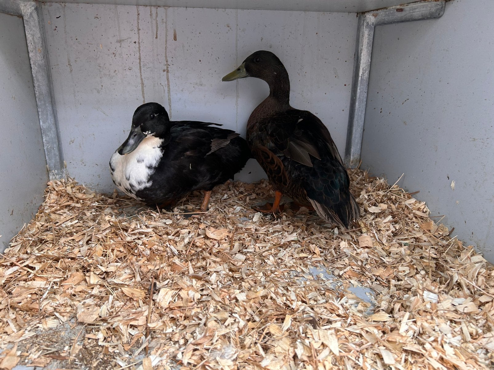 Koppels smaragd eenden, Dieren en Toebehoren, Pluimvee, Meerdere dieren, Eend
