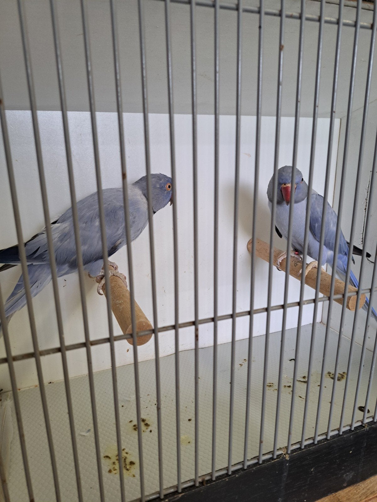 halsbanden ( koppel te koop), Plusieurs animaux, Perruche, Bagué