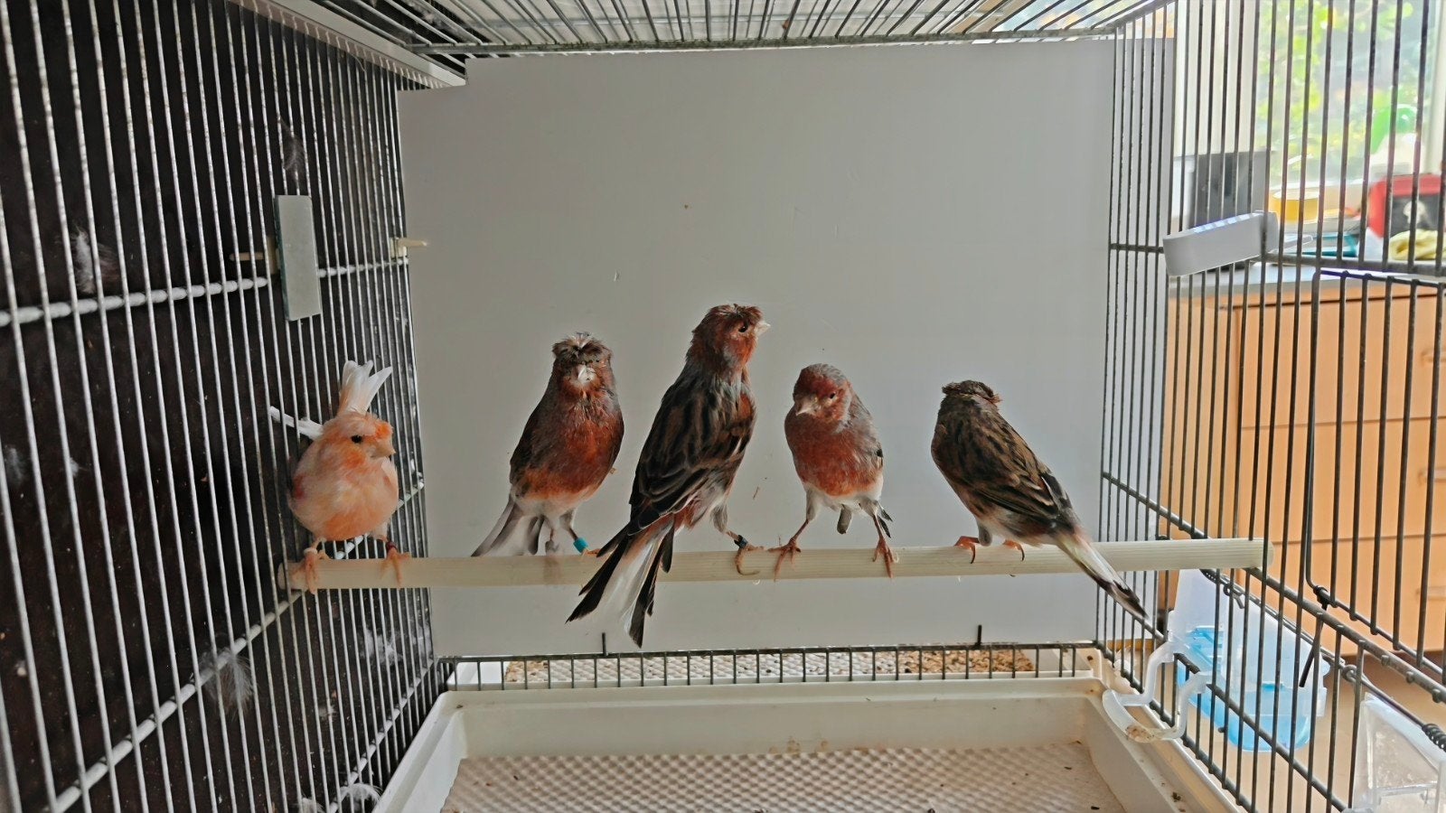 Arlequin portugais des Canaries, Animaux & Accessoires, Plusieurs animaux, Bagué
