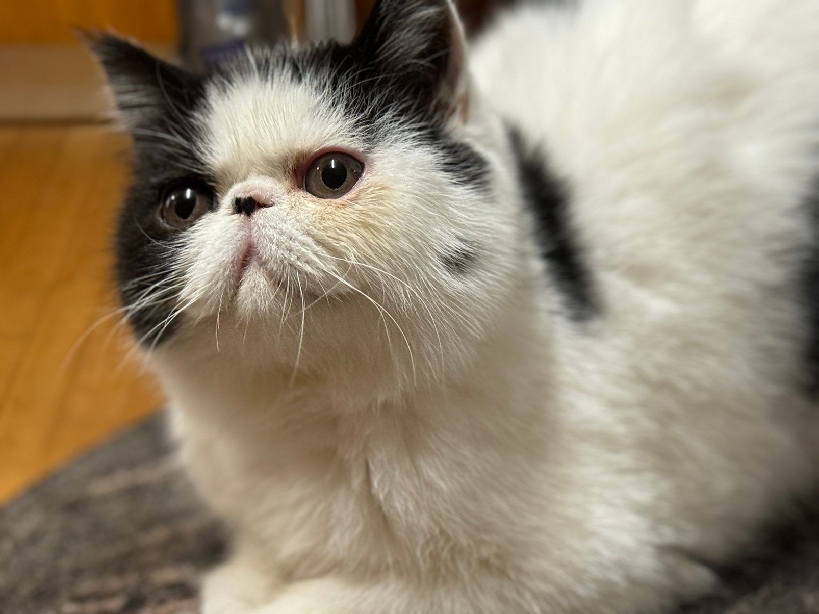 kittens Exotic korthaar, Plusieurs animaux, Avec puce électronique, 0 à 2 ans