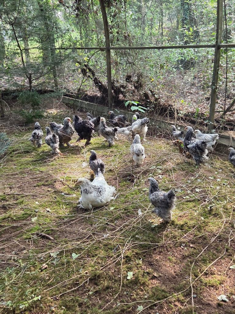 Brahma haantjes, Dieren en Toebehoren, Mannelijk, Kip