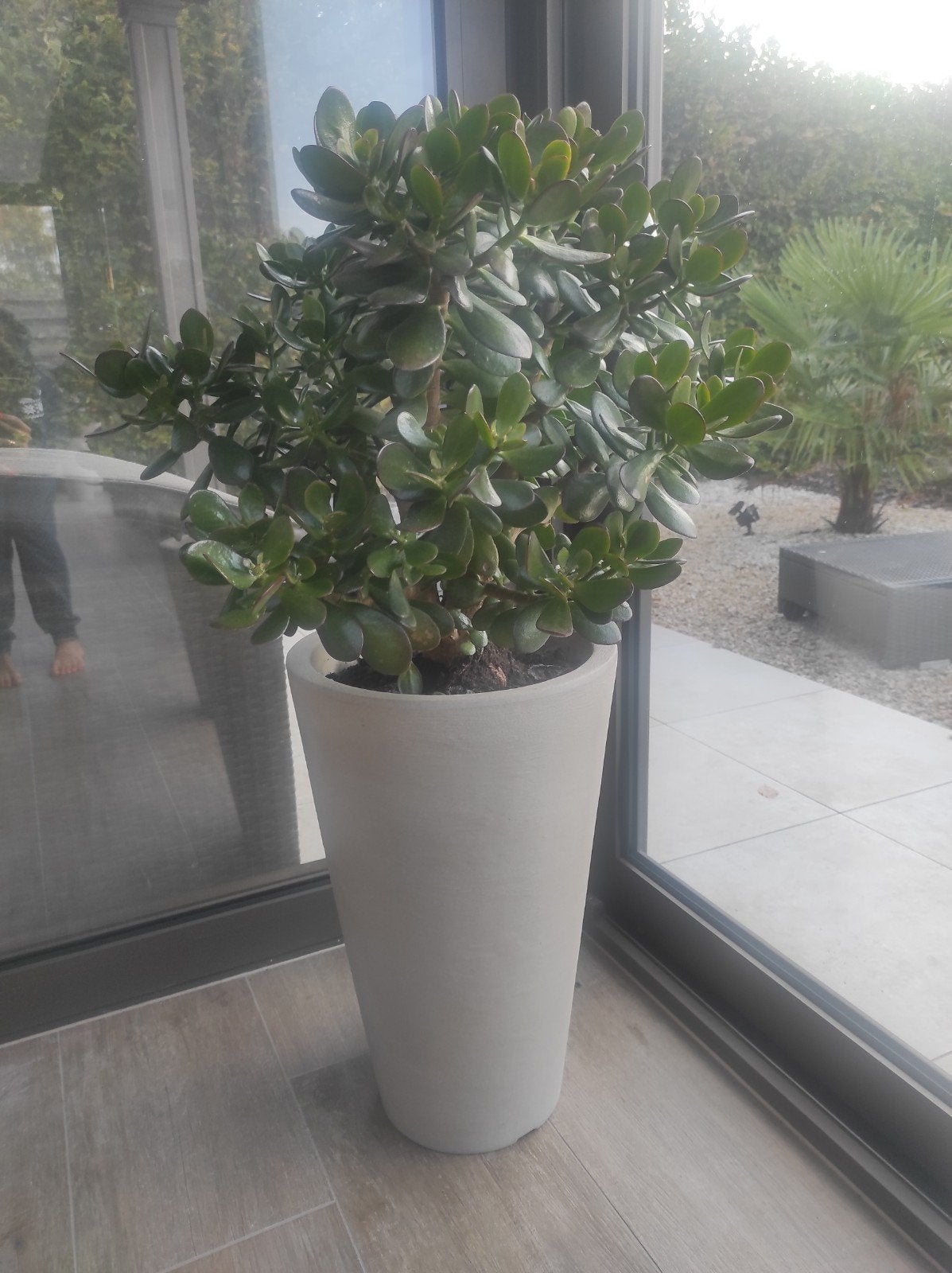 ovata crassula in pot 107 cm groot, Tuin en Terras, Ophalen, In pot