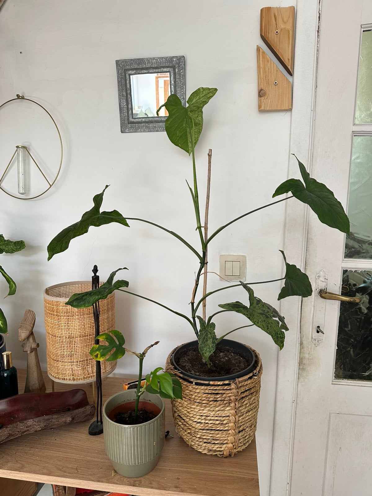 Planten trio (philodendron, sygonium, monstera), Huis en Inrichting, Ophalen
