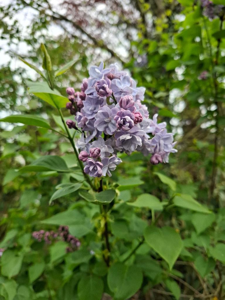 seringen dubbele lila bloemen, Overige soorten, Lente, 100 tot 250 cm, Ophalen
