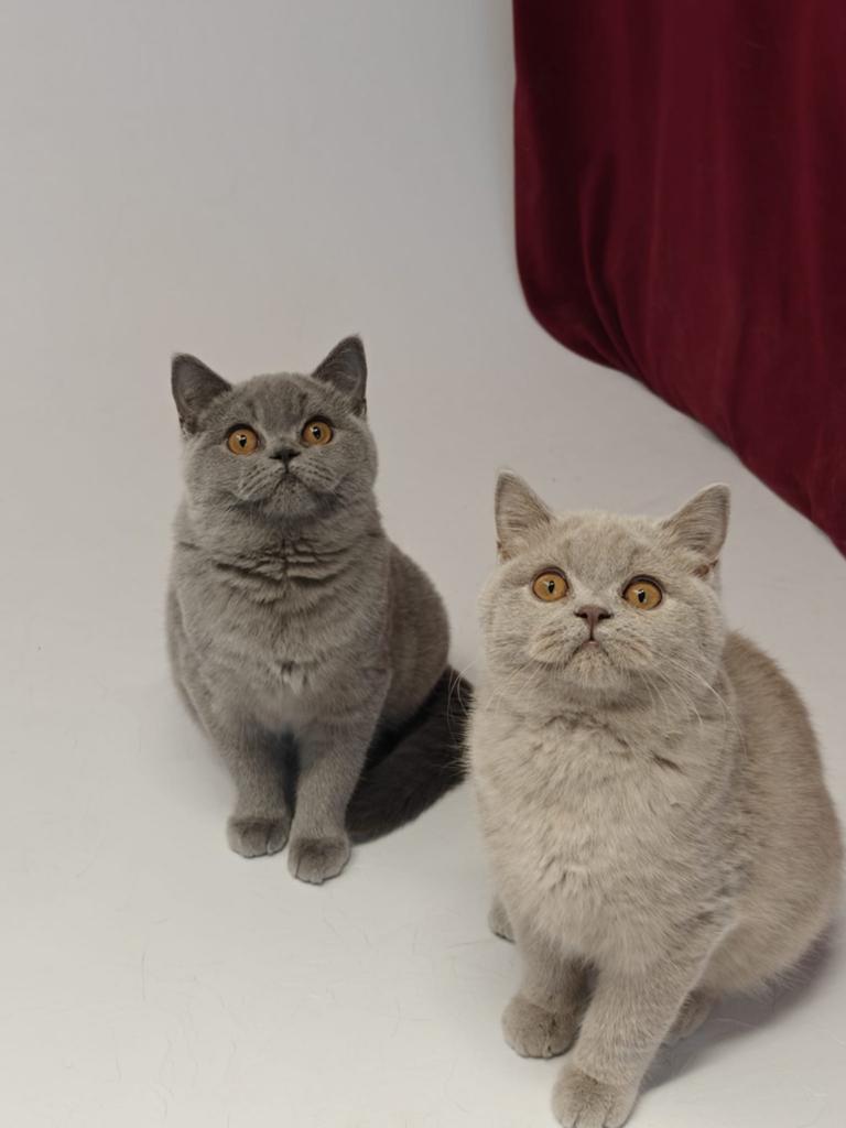 Superlieve kittens onmiddellijk beschikbaar, Plusieurs animaux, Vermifugé, 0 à 2 ans