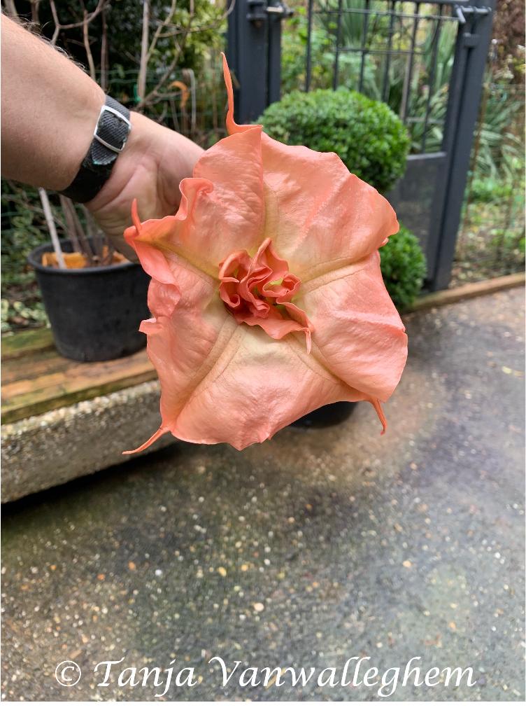 Mon Amour de Mareuil Brugmansia planten (Dubbelbloemig), Autres espèces, Plein soleil, Été, Enlèvement