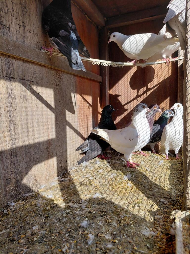 Pigeons mouchetés