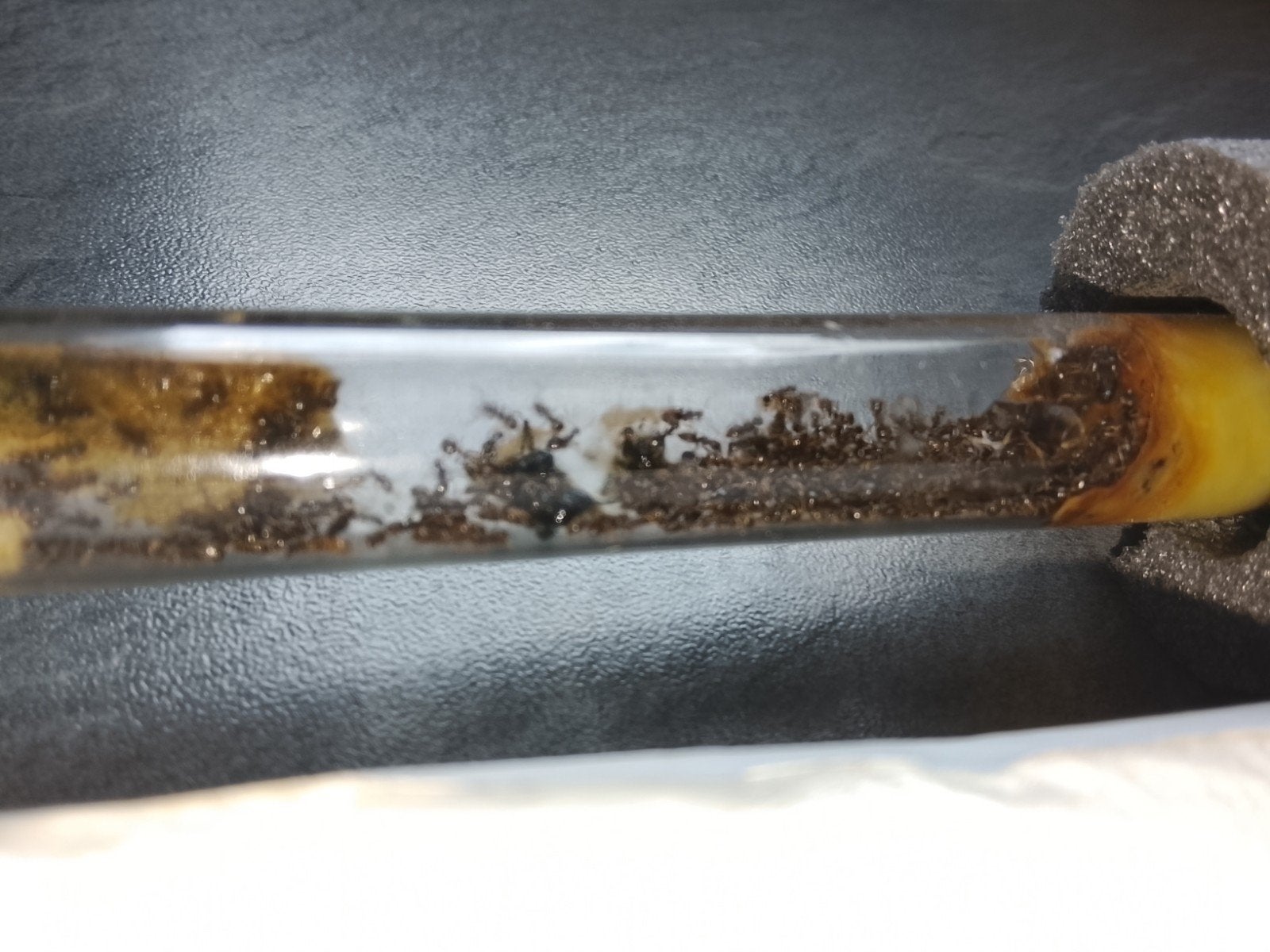 Lasius niger, Enlèvement ou Envoi
