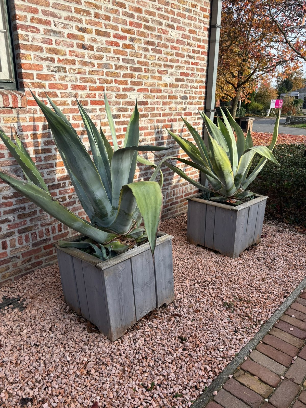 Aloe vera  gratis, Tuin en Terras, Bloembakken en Plantenbakken, Ophalen, Zo goed als nieuw