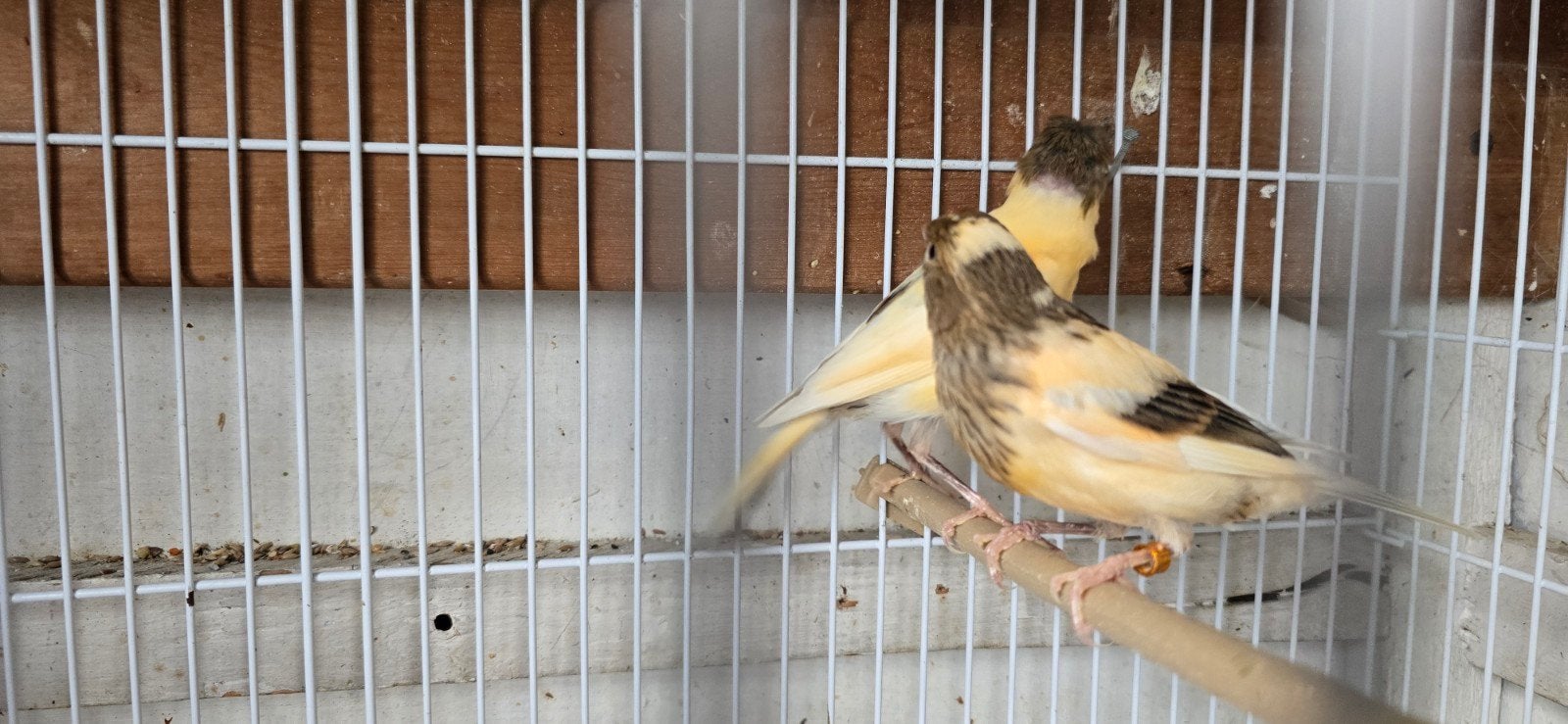 Koppel kanarie met kooi  2026, Dieren en Toebehoren, Vogels | Kanaries
