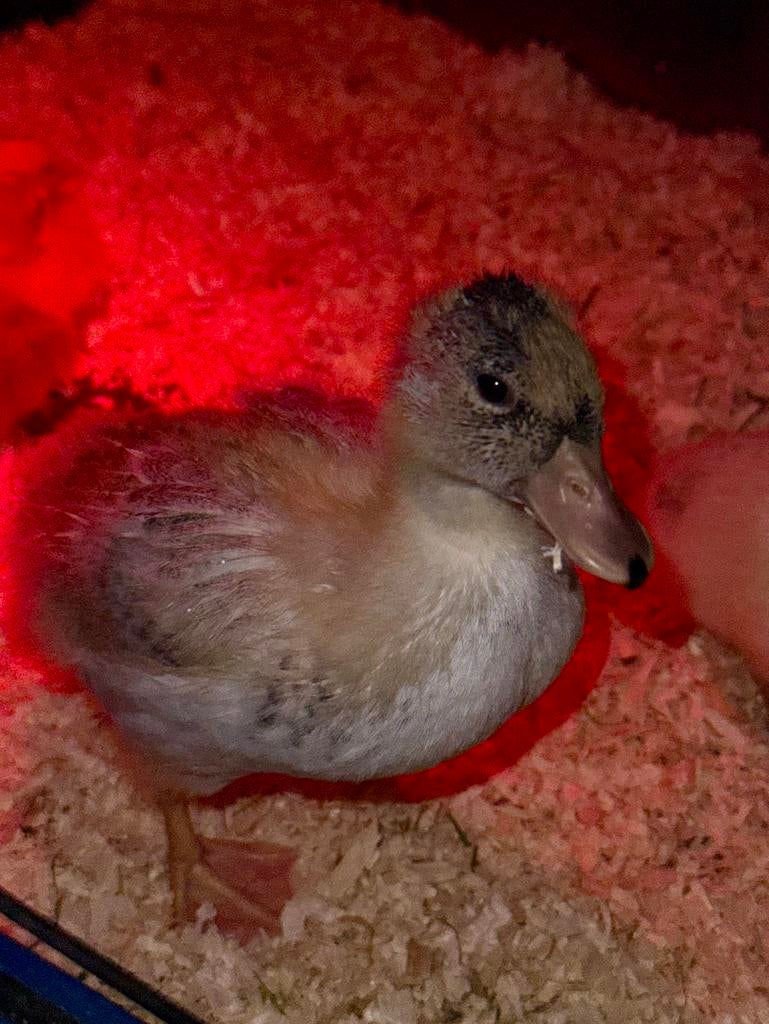 Zeer tam kwaker woerdje, Dieren en Toebehoren